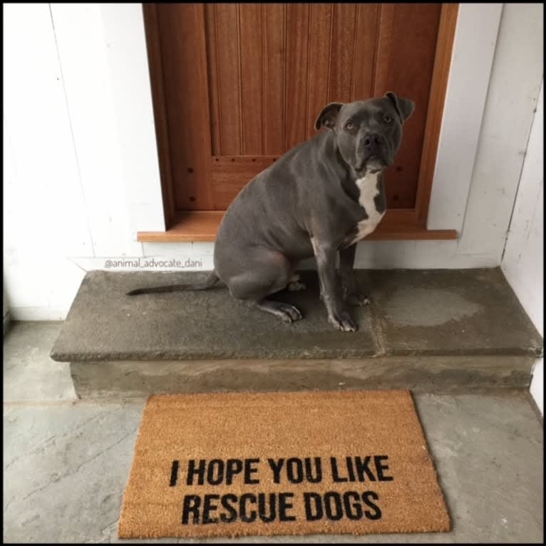 Wallace, a Staffordshire Terrier tested with EmbarkVet.com