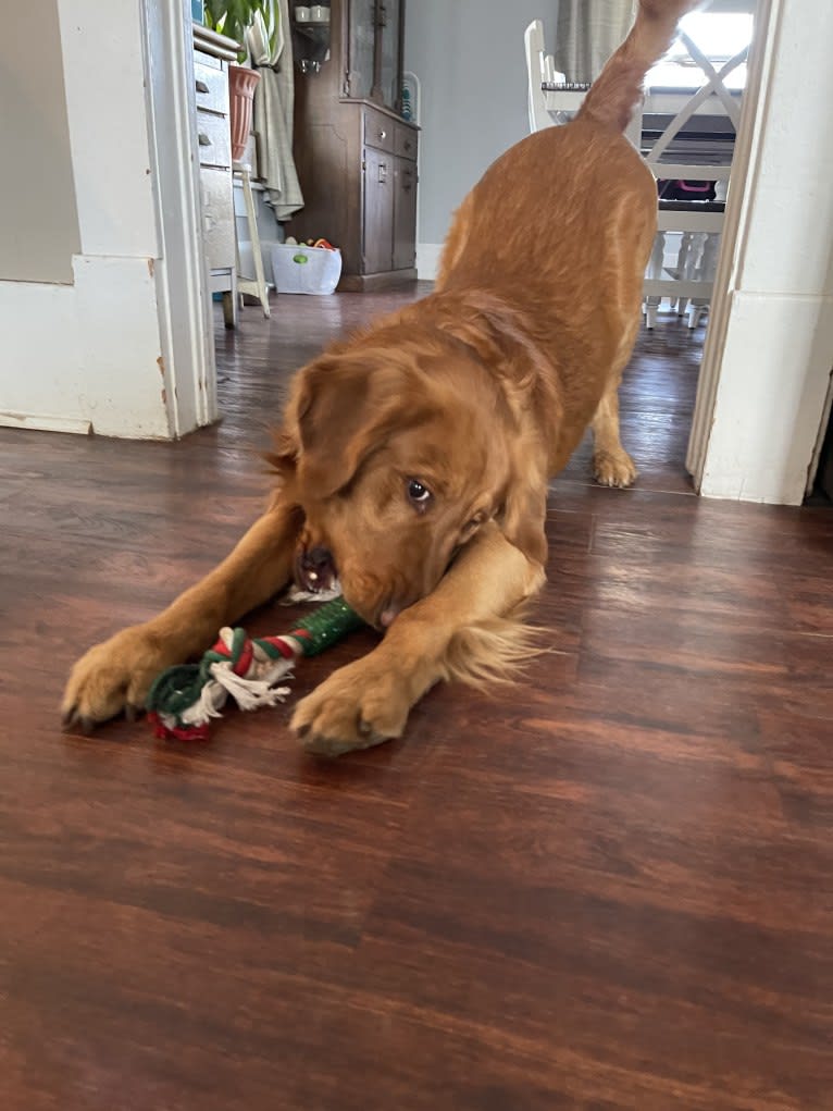 Cooper, a Golden Retriever tested with EmbarkVet.com