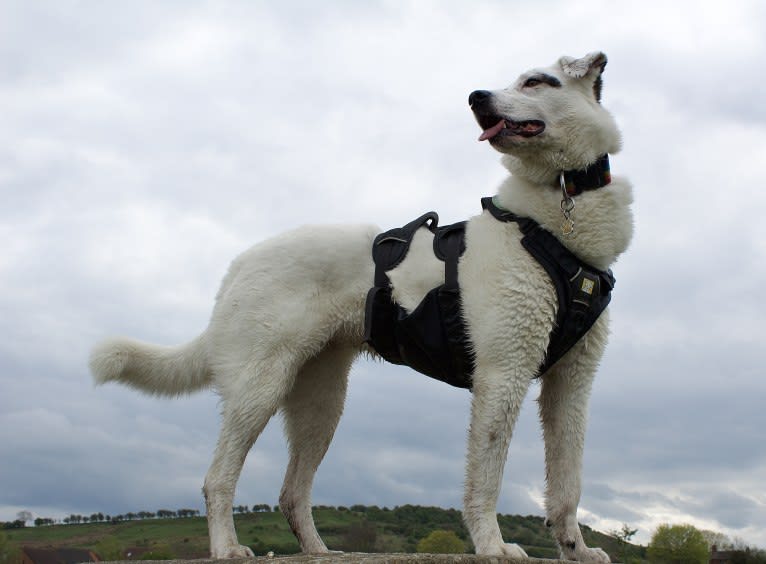 Roma, an European Village Dog tested with EmbarkVet.com