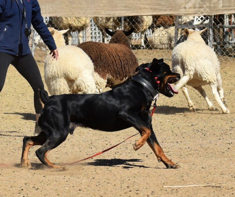 Wüstenhaus Samson, a Rottweiler tested with EmbarkVet.com