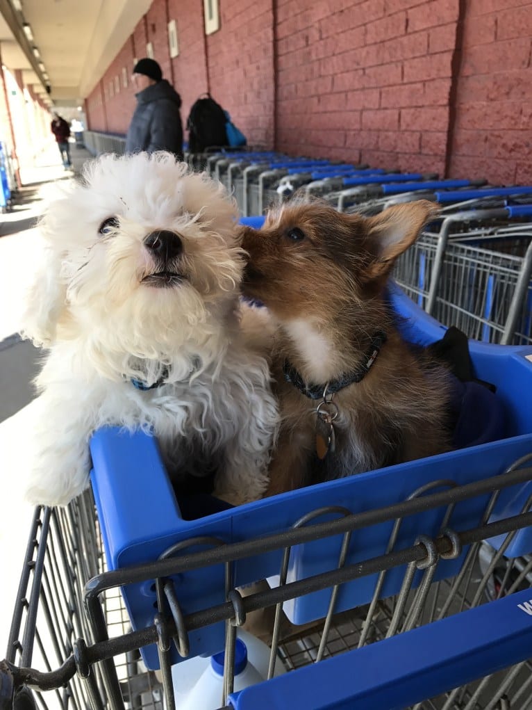 Scrappy, a Silky Terrier and Pomeranian mix tested with EmbarkVet.com