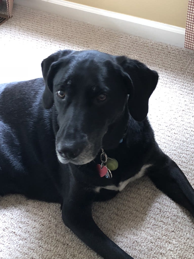 Golden retriever german best sale shorthaired pointer mix