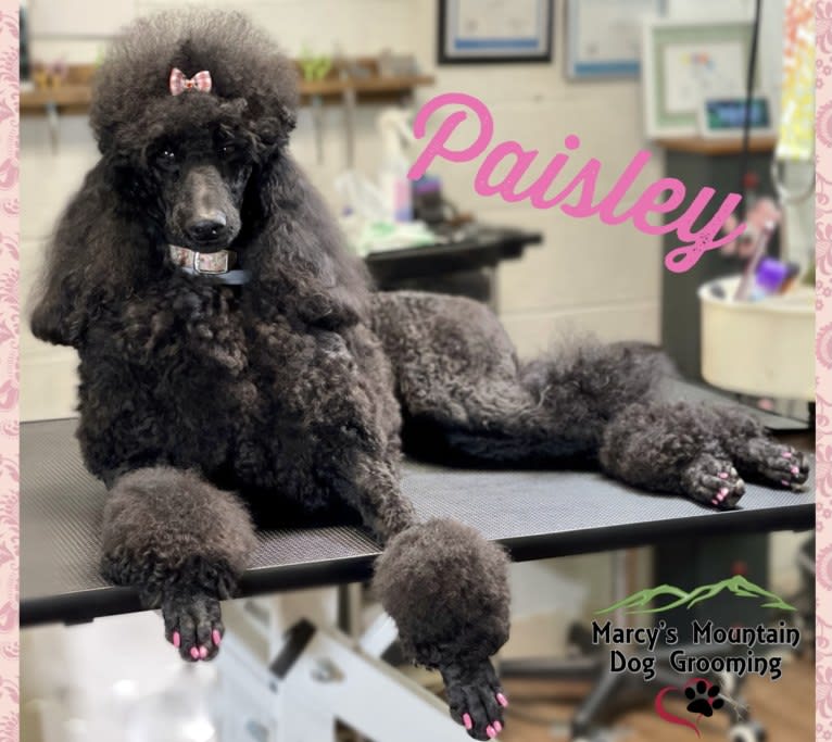 Paisley Chenille Hardinger, a Poodle (Standard) tested with EmbarkVet.com