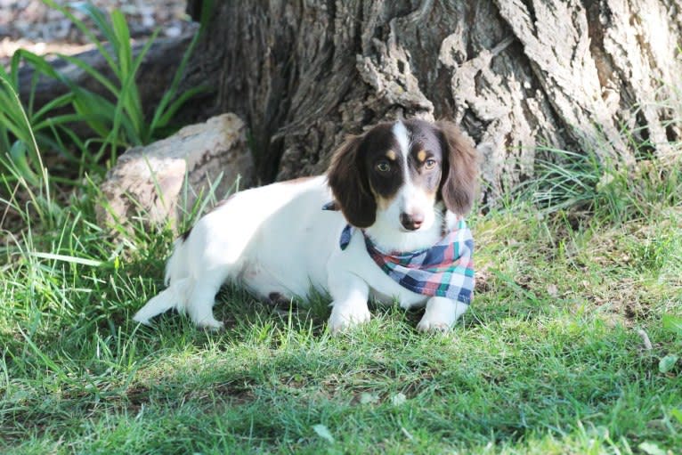 Desea, a Dachshund tested with EmbarkVet.com