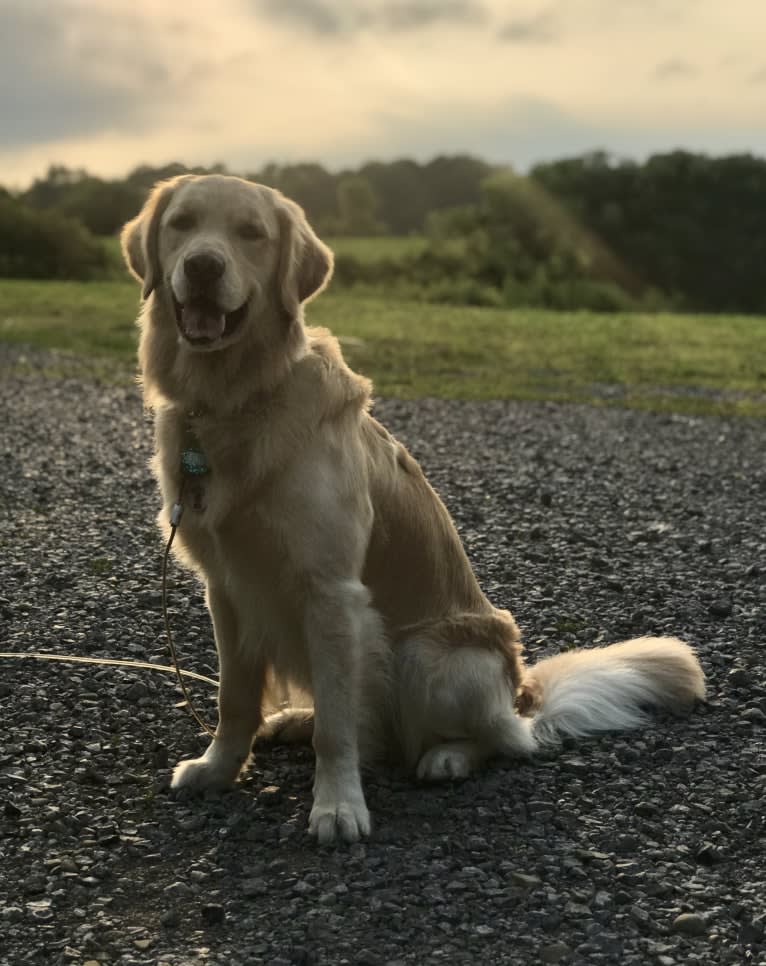 Totty, a Golden Retriever tested with EmbarkVet.com