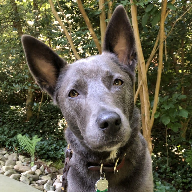 Olive, a German Shepherd Dog and Siberian Husky mix tested with EmbarkVet.com