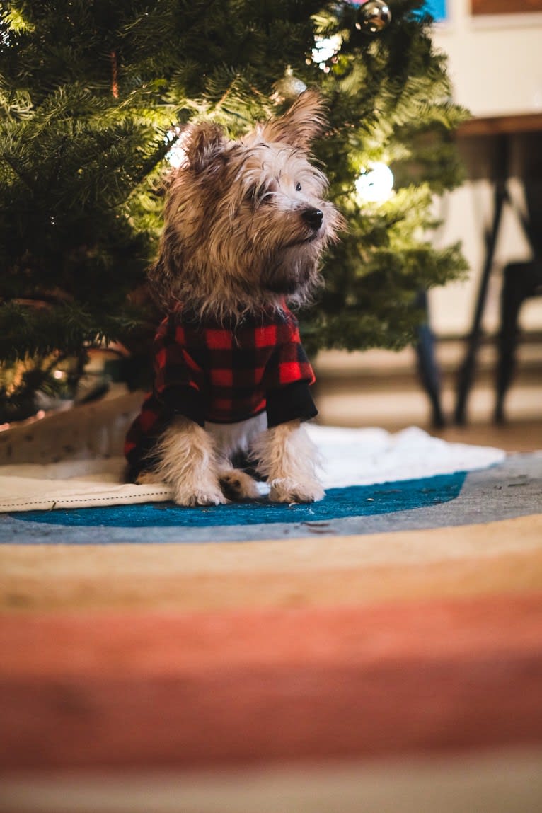 Luna, a Cairn Terrier and Poodle (Small) mix tested with EmbarkVet.com