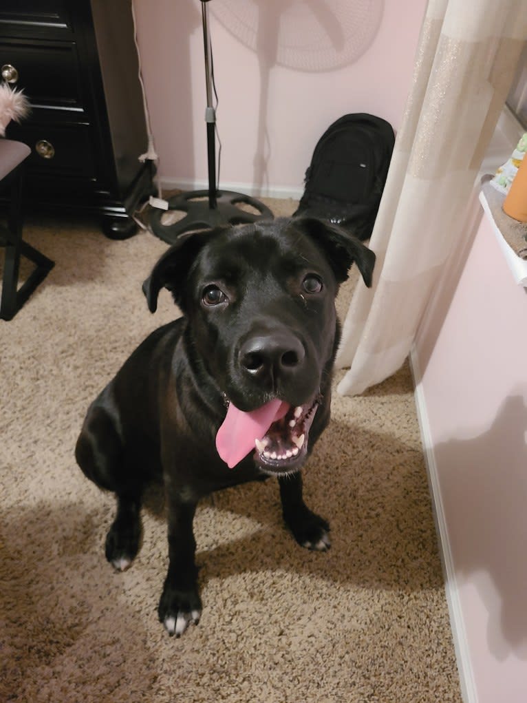 Hunter, a Labrador Retriever and American Bulldog mix tested with EmbarkVet.com