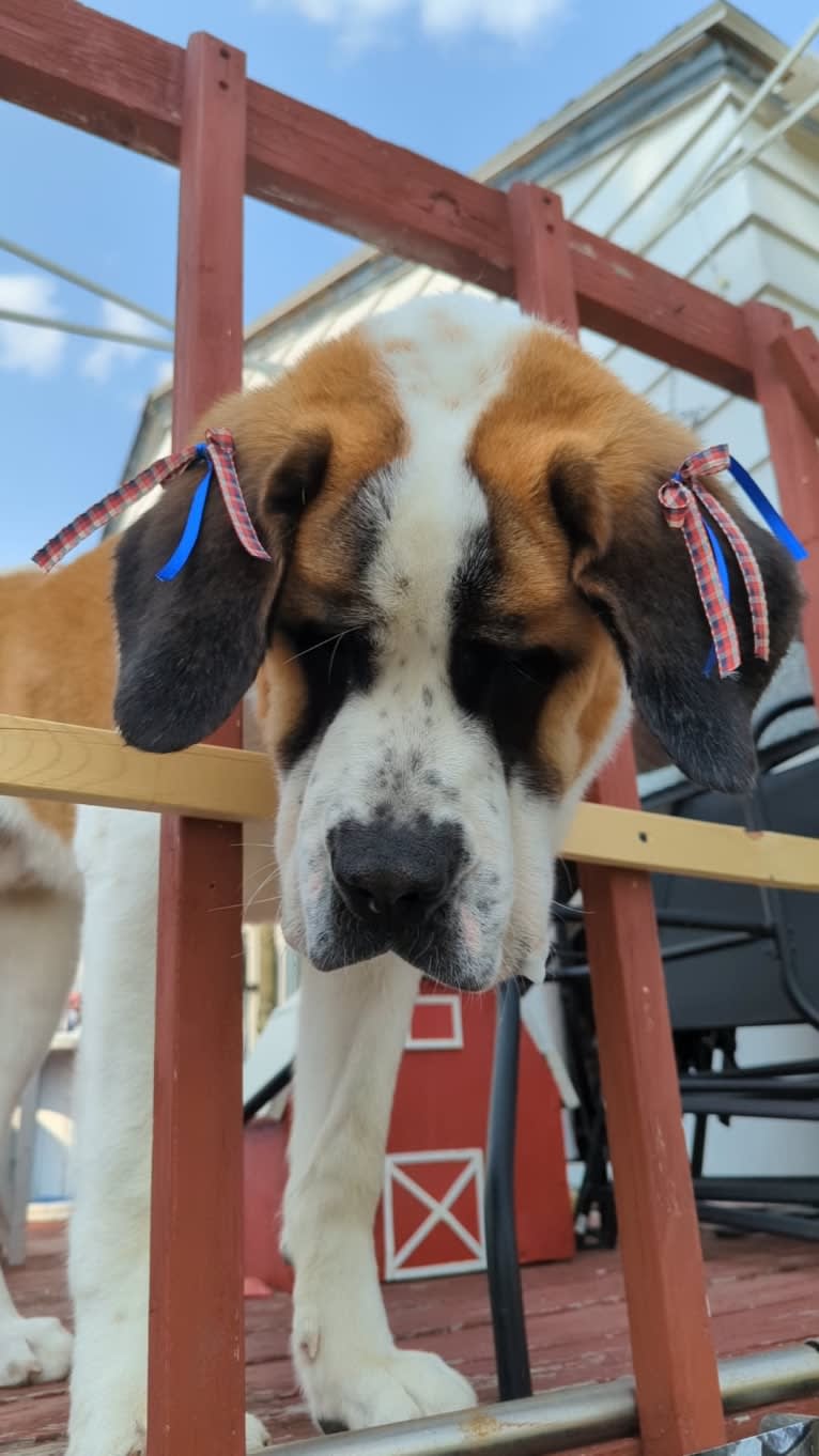 Charlie, a Saint Bernard tested with EmbarkVet.com