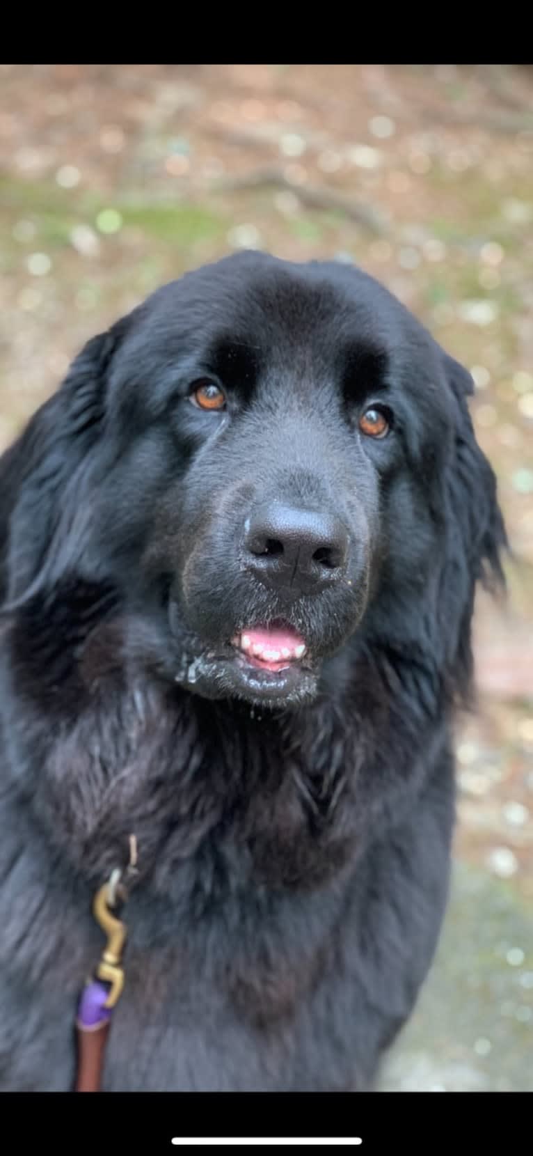 paisley patton, a Newfoundland tested with EmbarkVet.com