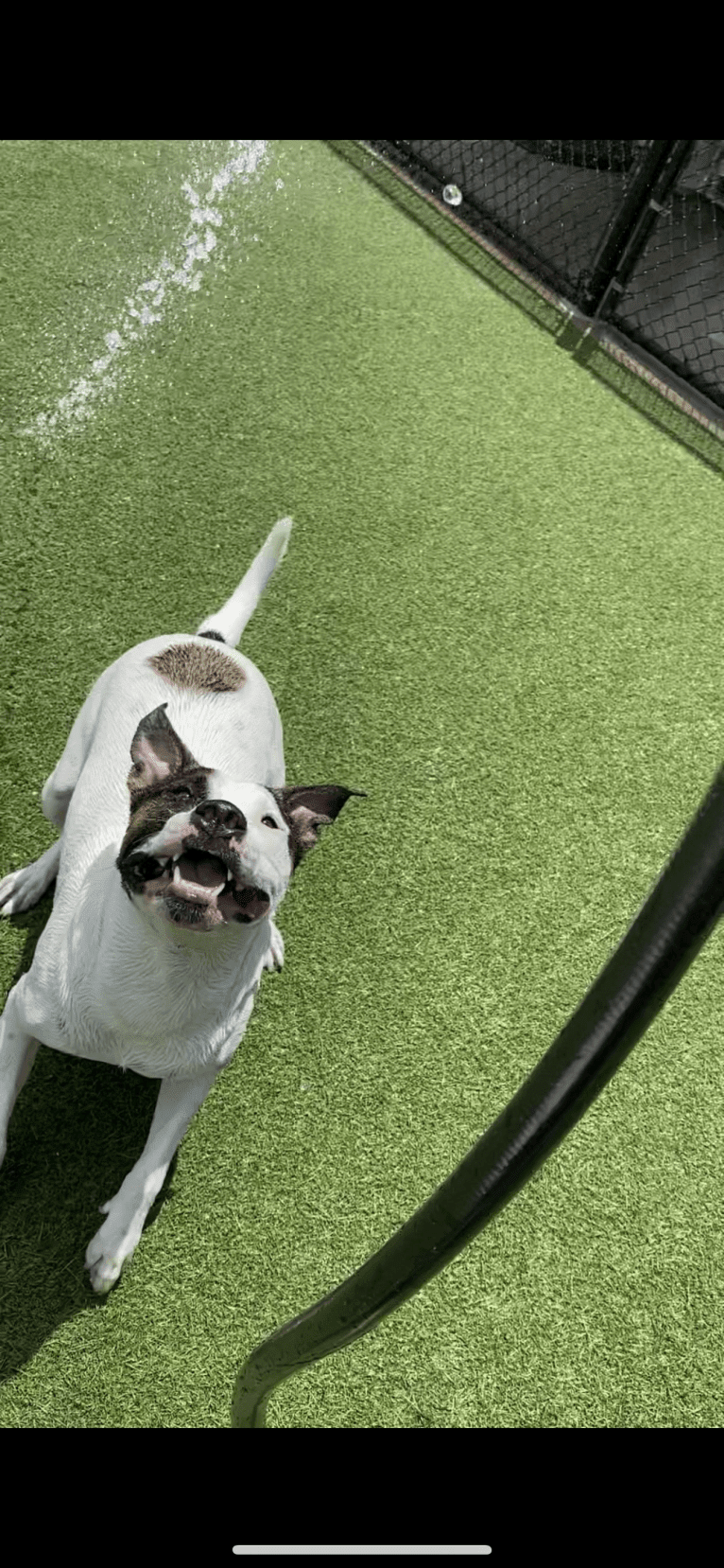 Dozer, an American Pit Bull Terrier and American Staffordshire Terrier mix tested with EmbarkVet.com