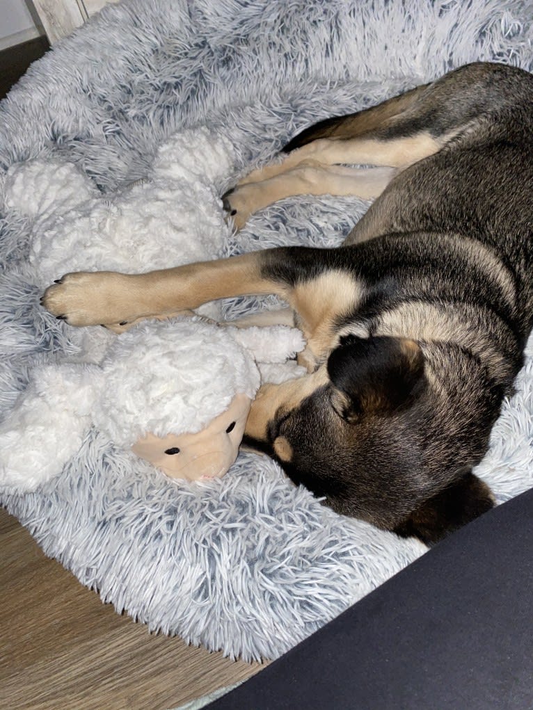 Natasha, a German Shepherd Dog and Siberian Husky mix tested with EmbarkVet.com