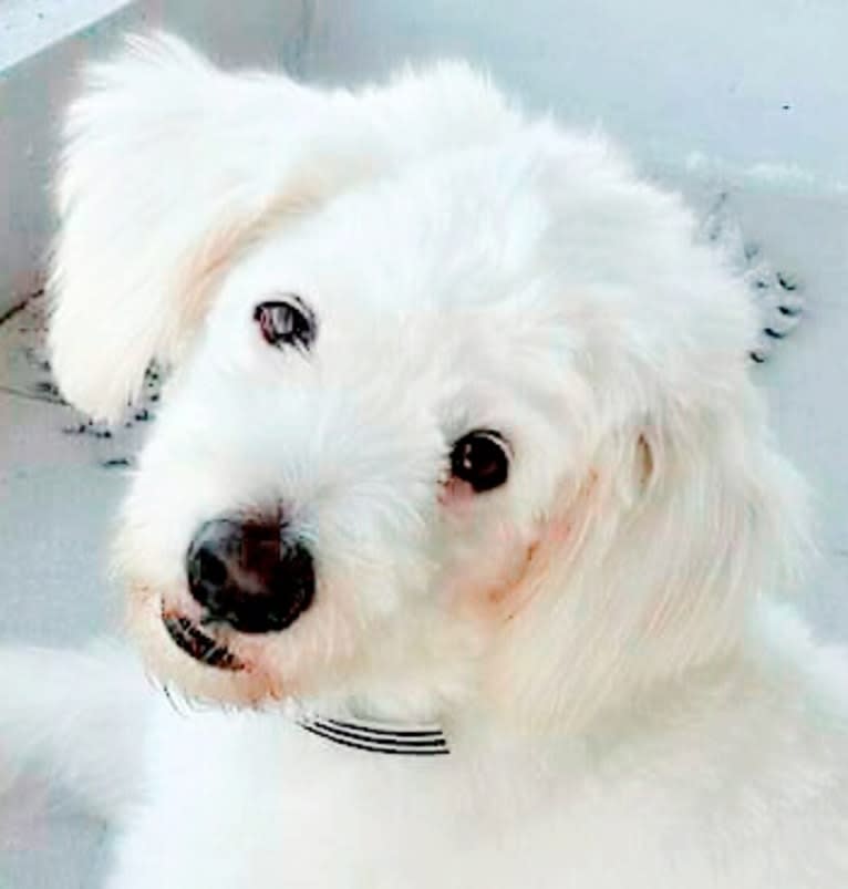 Snow White, a Formosan Mountain Dog tested with EmbarkVet.com