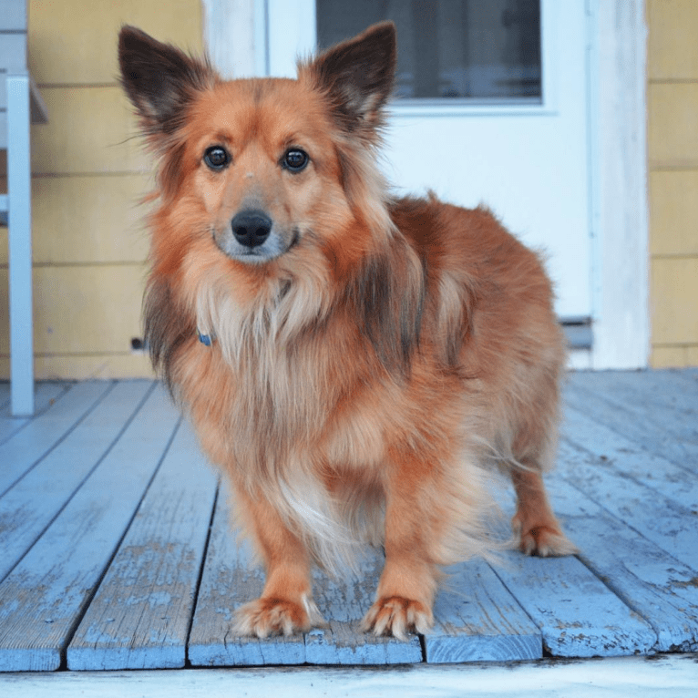 Roscoe, a Shetland Sheepdog and Chihuahua mix tested with EmbarkVet.com