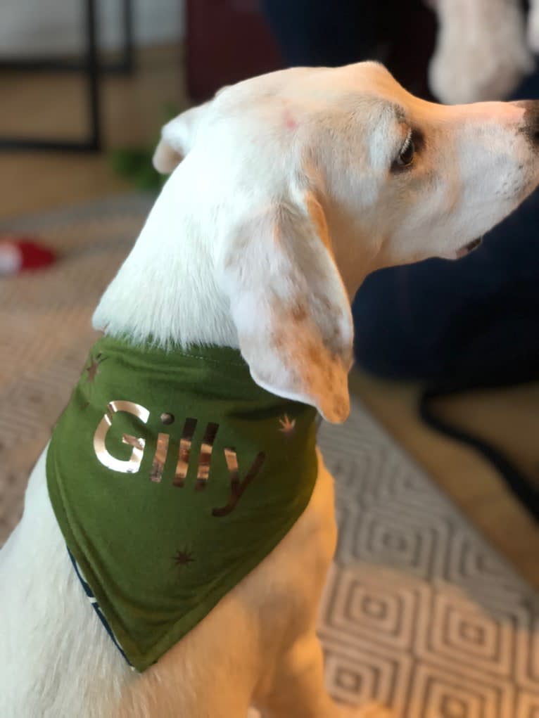 Gilly, a Beagle and Great Pyrenees mix tested with EmbarkVet.com
