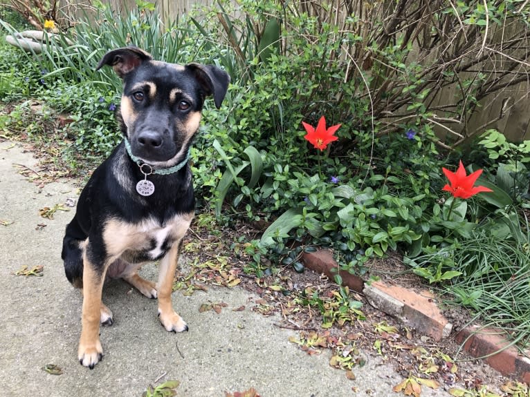 Roo, a Labrador Retriever and American Pit Bull Terrier mix tested with EmbarkVet.com