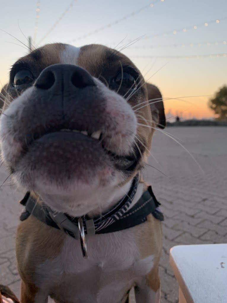 Lucy, a Boston Terrier and Bulldog mix tested with EmbarkVet.com