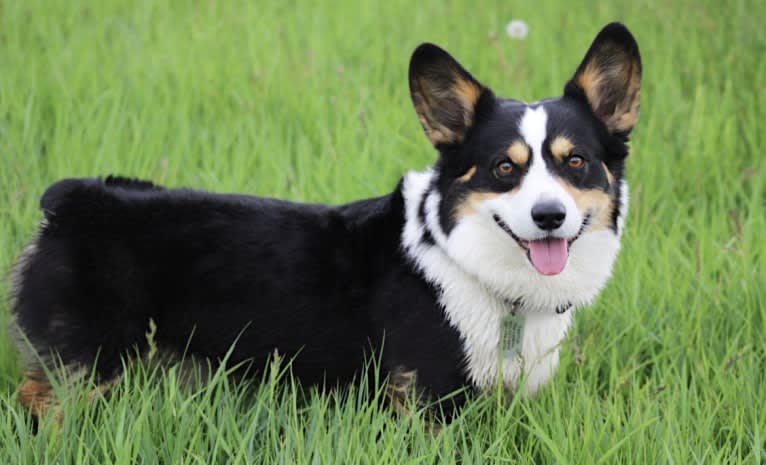 Curby, a Pembroke Welsh Corgi tested with EmbarkVet.com