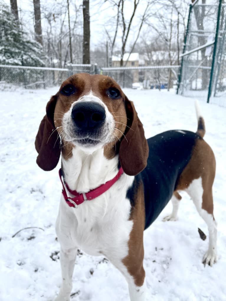 Roxy, a Treeing Walker Coonhound tested with EmbarkVet.com