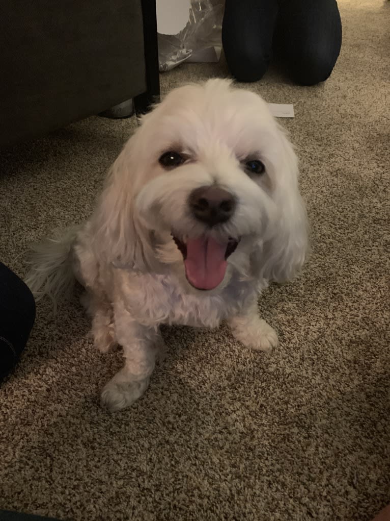 Riley, a Maltese tested with EmbarkVet.com