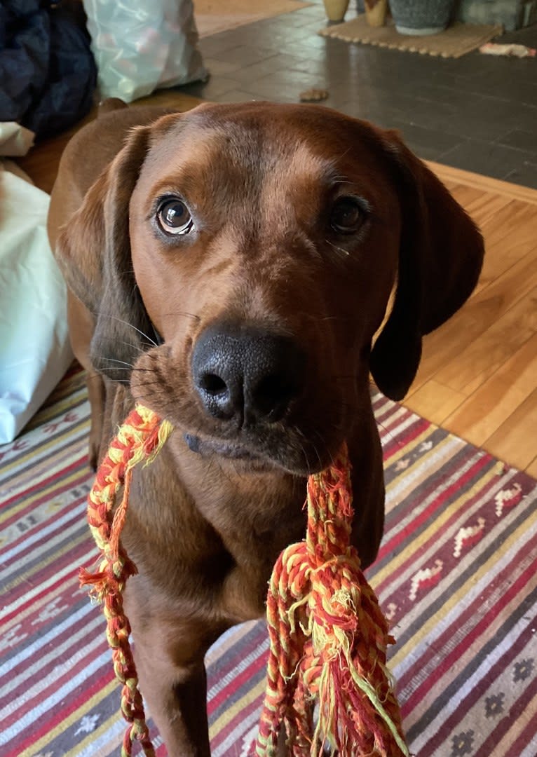 Bristol, a Redbone Coonhound and Rottweiler mix tested with EmbarkVet.com