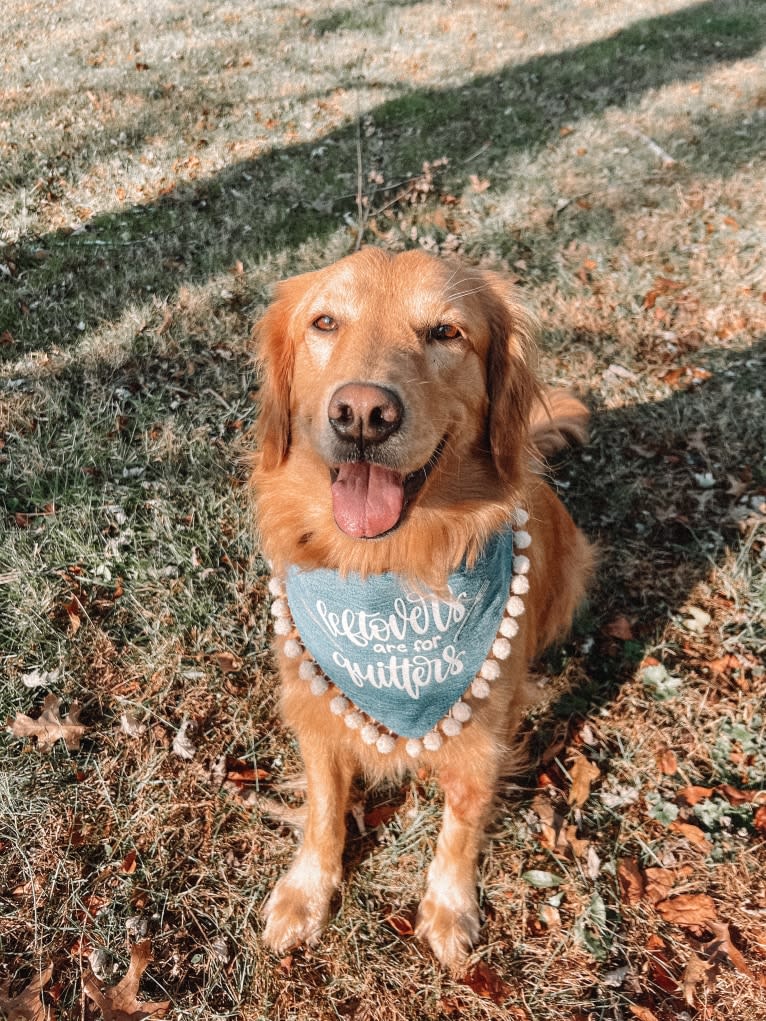 Marley, a Golden Retriever tested with EmbarkVet.com