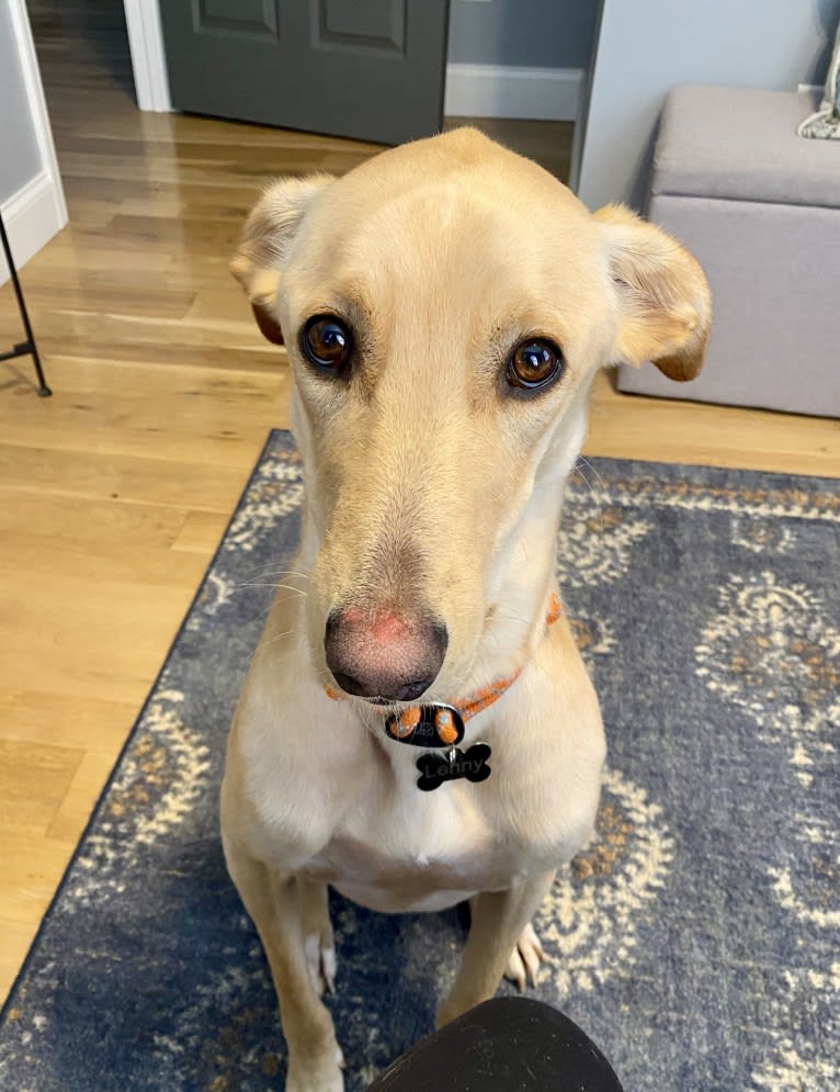 Lenny, an Arabian Village Dog tested with EmbarkVet.com