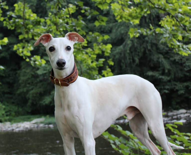 Zoom, a Whippet tested with EmbarkVet.com