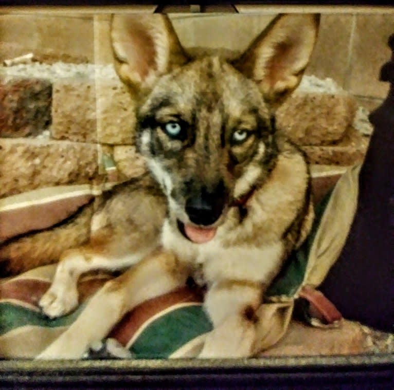 Sneaky, a Siberian Husky and Coyote mix tested with EmbarkVet.com