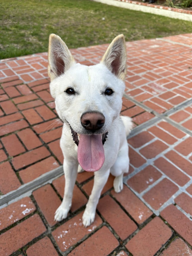 Zeke, a Japanese or Korean Village Dog tested with EmbarkVet.com