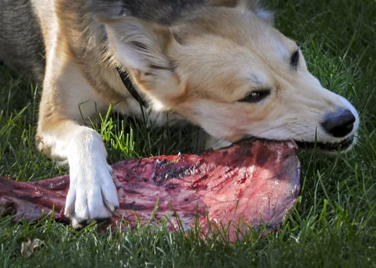 Mushski, an Alaskan-type Husky and Golden Retriever mix tested with EmbarkVet.com