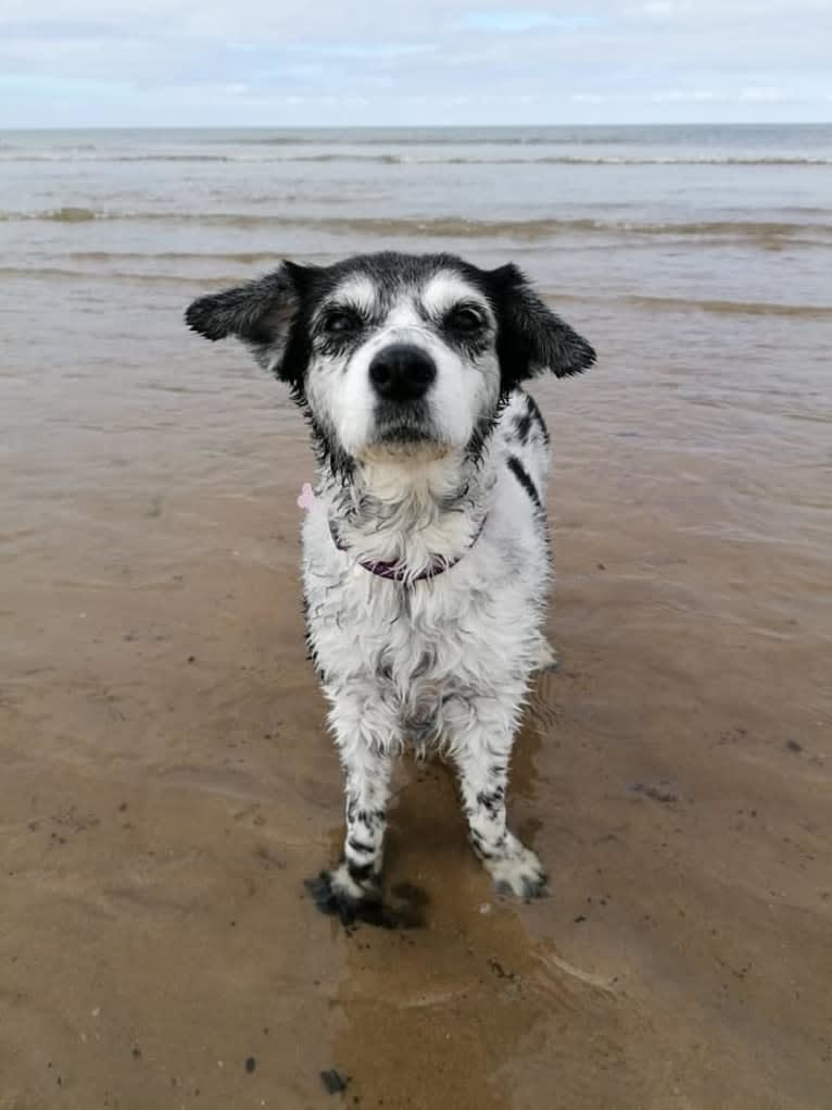 Crystal, a Russell-type Terrier and Yorkshire Terrier mix tested with EmbarkVet.com