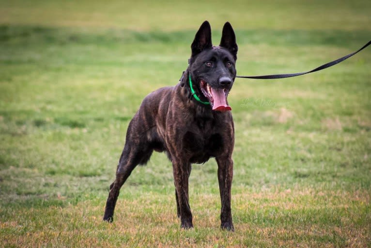 Static, a Dutch Shepherd tested with EmbarkVet.com