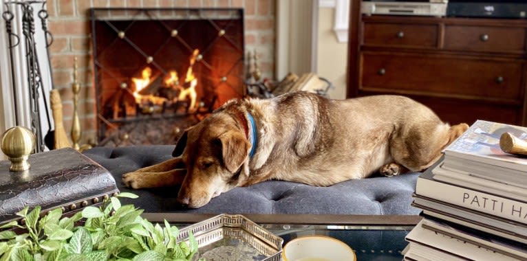 Levi, a German Shepherd Dog and Chow Chow mix tested with EmbarkVet.com