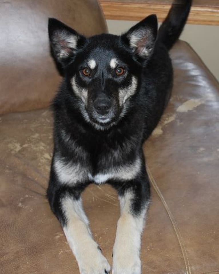 Cotah, a Lapponian Herder tested with EmbarkVet.com