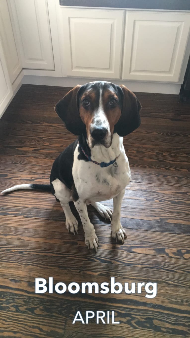 Molesley, a Treeing Walker Coonhound tested with EmbarkVet.com