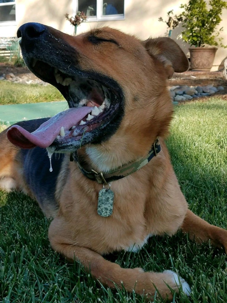 Sarge, a German Shepherd Dog and Rottweiler mix tested with EmbarkVet.com