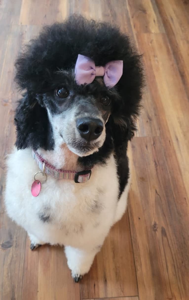 Trinity, a Poodle tested with EmbarkVet.com
