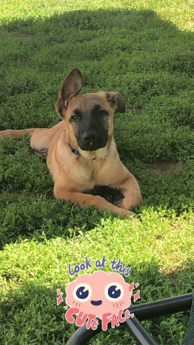 Forester, a German Shepherd Dog and Australian Cattle Dog mix tested with EmbarkVet.com