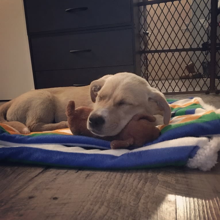 Emilio, a Dachshund and Rat Terrier mix tested with EmbarkVet.com