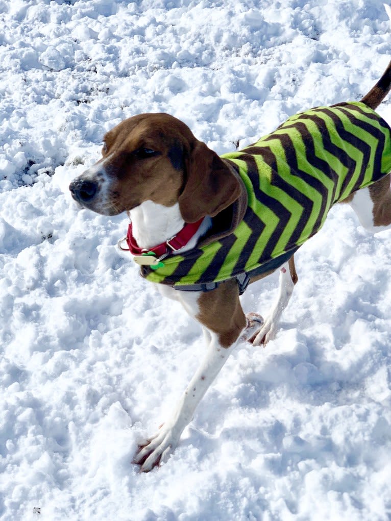 Roxy, a Treeing Walker Coonhound tested with EmbarkVet.com