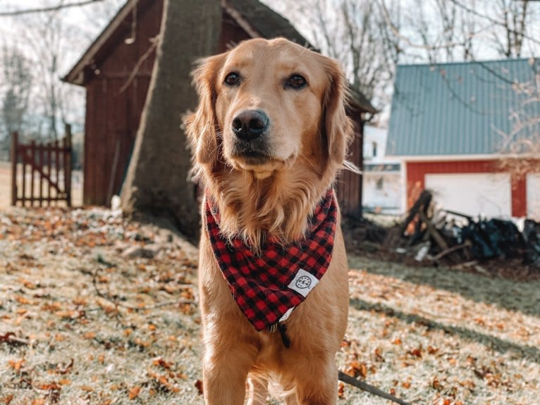 Marley, a Golden Retriever tested with EmbarkVet.com