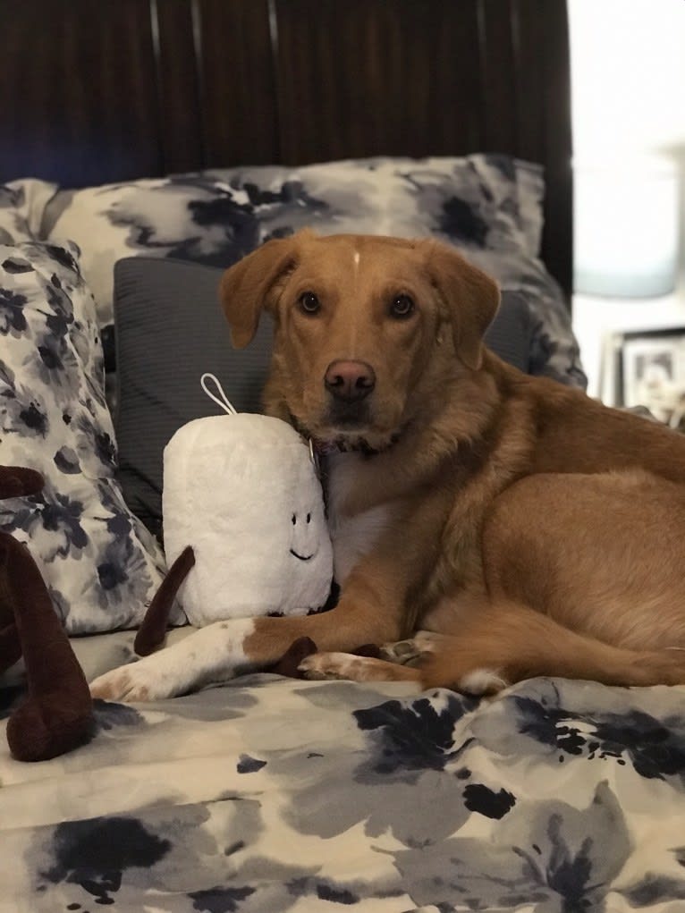 Jack, a Border Collie and Beagle mix tested with EmbarkVet.com