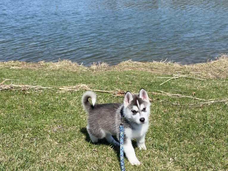 Storm, a Siberian Husky and American Pit Bull Terrier mix tested with EmbarkVet.com