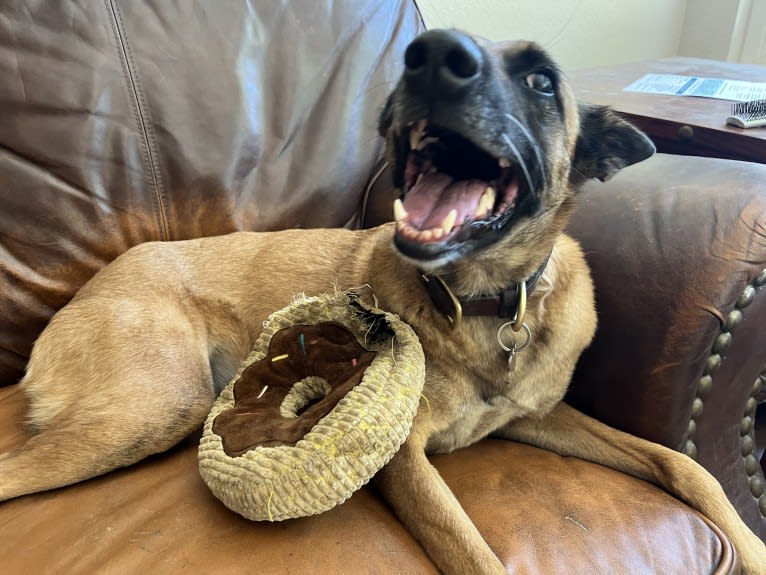 Zoey, a Belgian Shepherd tested with EmbarkVet.com