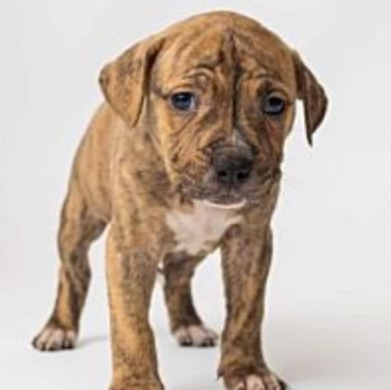 Hank, an American Pit Bull Terrier and American Bulldog mix tested with EmbarkVet.com