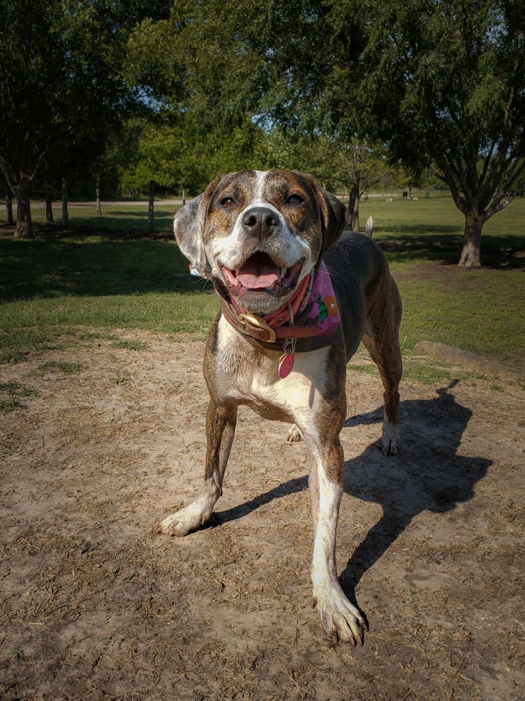 Photo of Charlie Bird, an American Pit Bull Terrier, Mountain Cur, Rhodesian Ridgeback, and American Staffordshire Terrier mix in Round Rock, Texas, USA