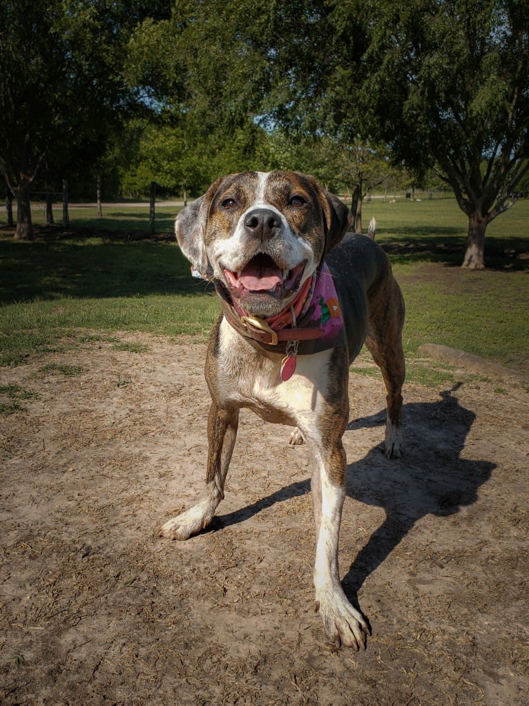 Charlie Bird, an American Pit Bull Terrier and Mountain Cur mix tested with EmbarkVet.com