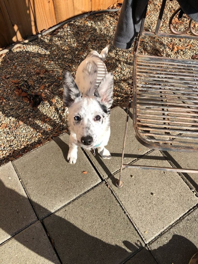 Pepper, a Border Collie and Australian Cattle Dog mix tested with EmbarkVet.com