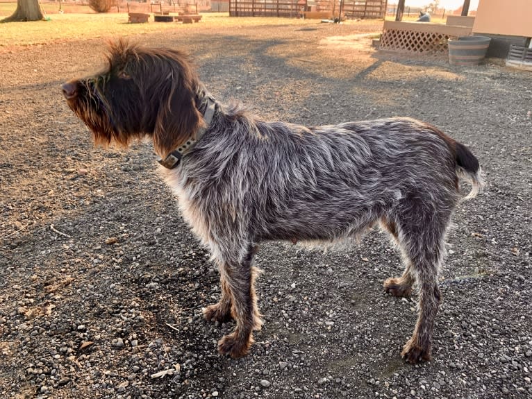 Luna, a Wirehaired Pointing Griffon tested with EmbarkVet.com